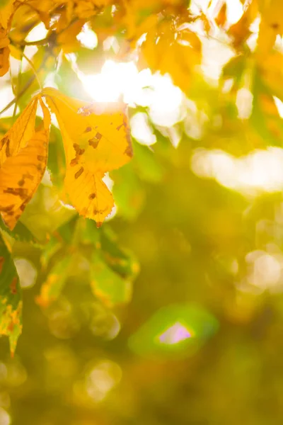 Желтые Каштановые Листья Дереве Золотые Листья Осеннем Парке Желтые Листья — стоковое фото