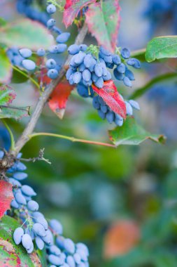Mahonia aquifolium (Oregon-üzüm veya Oregon üzüm) dalları olgunlaştırmak. Mahonia meyveleri, aile Berberidaceae bitki. Çalılıkta mavi meyveler