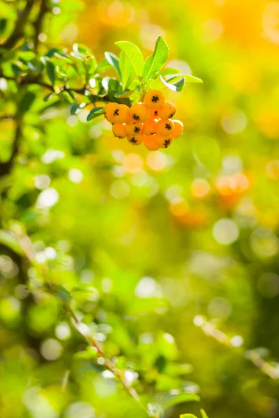 Пираканта Жовті Ягоди Гілках Фіреторн Pyracantha Coccinea Ягоди Розмитому Тлі — стокове фото