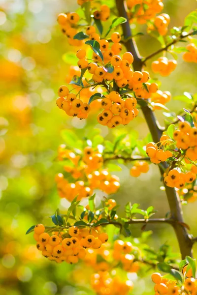 Pyracantha Bagas Amarelas Nos Ramos Bagas Espinheiro Pyracantha Coccinea Fundo — Fotografia de Stock