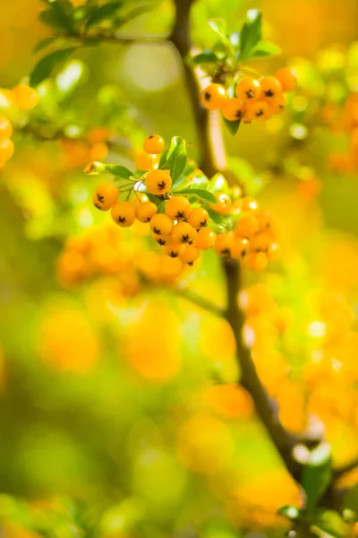 Пираканта Желтые Ягоды Ветвях Ягоды Огненной Шипы Pyracantha Coccinea Размытом — стоковое фото