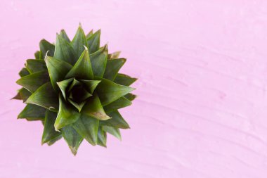 Ananas pembe bir arka plan üzerinde bırakır. Taze ananas yaprakları. Yaz konsepti. Üst te. Kopyalama alanı