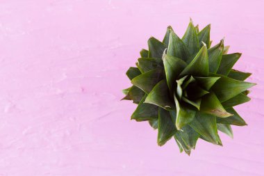 Ananas pembe bir arka plan üzerinde bırakır. Taze ananas yaprakları. Yaz konsepti. Üst te. Kopyalama alanı