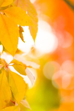 Bulanık arka planda vahşi üzüm renkli yaprakları. Güneşte sonbahar renkli yaprakları. Sarı yaprakları arka plan. Boşluk Kopyala