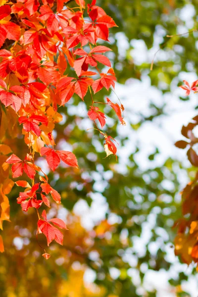 野生葡萄的五颜六色的叶子 藤蔓上的红叶缠着一棵树 秋天的彩叶在阳光下 创意复制空间 — 图库照片
