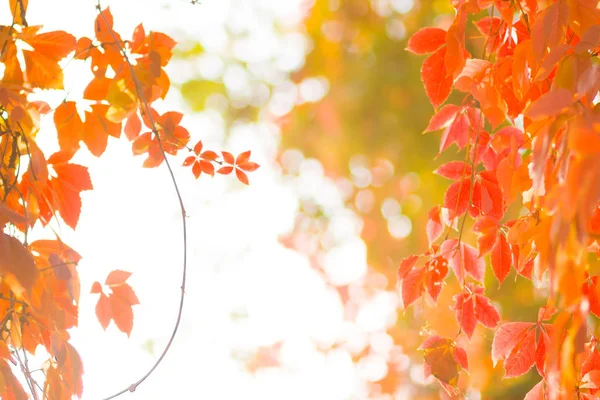 Bunte Blätter Von Wilden Trauben Rote Blätter Einer Weinrebe Einen — Stockfoto