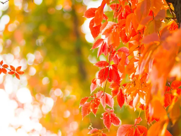 Bunte Blätter Von Wilden Trauben Rote Blätter Einer Weinrebe Einen — Stockfoto