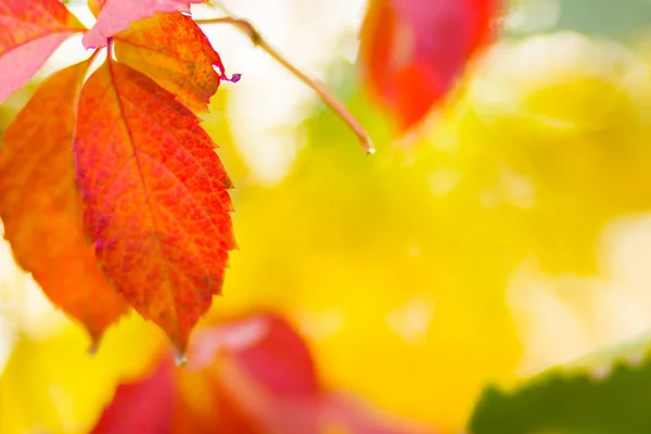 Folhas Coloridas Uvas Silvestres Fundo Desfocado Outono Folhas Coloridas Sol — Fotografia de Stock