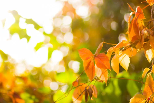 Bunte Blätter Wilder Trauben Auf Einem Verschwommenen Hintergrund Herbstfarbene Blätter — Stockfoto