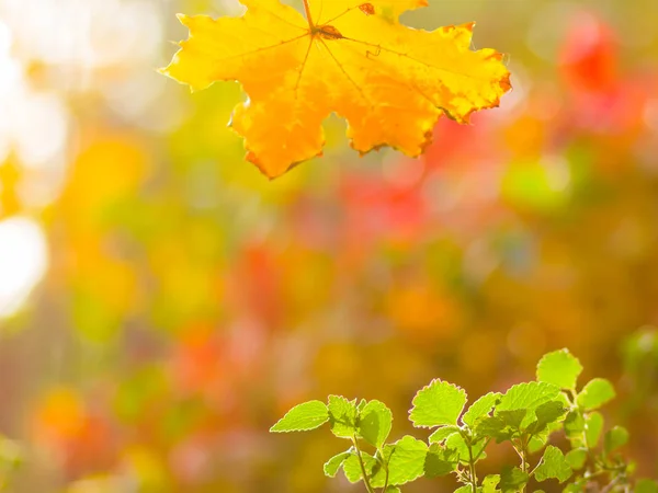 Κίτρινα Και Πράσινα Φύλλα Θολή Φόντο Έννοια Της Ανάπτυξης Και — Φωτογραφία Αρχείου