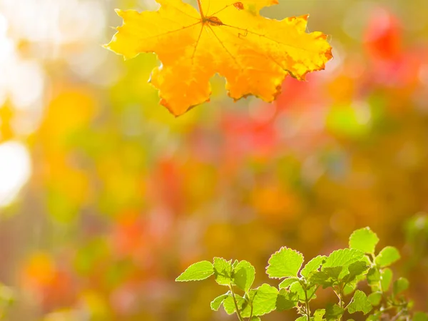 Foglie Gialle Verdi Fondo Sfocato Concetto Crescita Declino Inizio Fine — Foto Stock