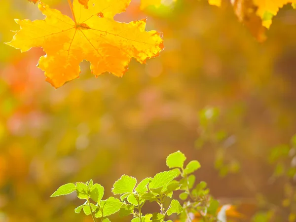 Yellow and green leaves on a blurred background. The concept of growth and decline. The beginning and end of life. Autumn pattern. Creative copy space