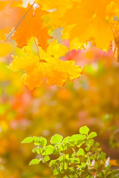 Yellow and green leaves on a blurred background. The concept of growth and decline. The beginning and end of life. Autumn pattern. Creative copy space