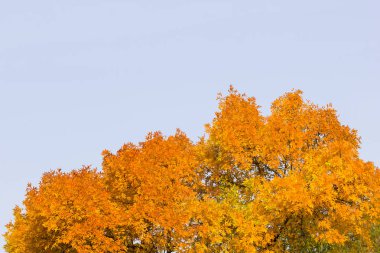 Mavi gökyüzüne karşı sarı yapraklar. Bir ağacın dallarında birçok sarı yaprak. Sonbahar manzarası