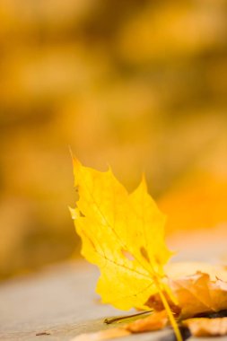 Sarı yaprakları yere. Düşen yaprakları ile sonbahar deseni. Altın Sonbahar parkında yaprakları. Sonbahar yalnızlık. Bulanık arka plan