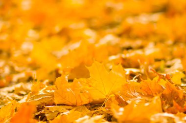 Sarı yaprakları yere. Düşen yaprakları ile sonbahar deseni. Altın Sonbahar parkında yaprakları. Sonbahar yalnızlık. Bulanık arka plan