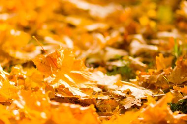 Sarı yaprakları yere. Düşen yaprakları ile sonbahar deseni. Altın Sonbahar parkında yaprakları. Sonbahar yalnızlık. Bulanık arka plan