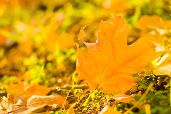 Foglie Gialle Terra Modello Autunnale Con Foglie Cadute Foglie Oro — Foto Stock