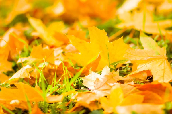 Yellow Leaves Ground Autumn Pattern Fallen Leaves Golden Leaves Autumn — Stock Photo, Image