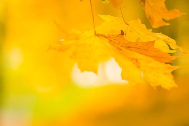 Ağaçtaki sarı yapraklar. Sarı akçaağaç yaprakları bulanık bir arkaplanda. Sonbahar parkında altın yapraklar. Boşluğu kopyala