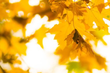 Ağaçtaki sarı yapraklar. Sarı akçaağaç yaprakları bulanık bir arkaplanda. Sonbahar parkında altın yapraklar. Boşluğu kopyala