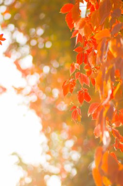 Yabani üzümlerin renkli yaprakları. Bir asma ipinüzerinde kırmızı yapraklar bir ağaç. Güneşte sonbahar renkli yaprakları. Yaratıcı kopyalama alanı