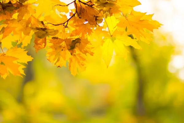 Yellow leaves on a tree. Yellow maple leaves on a blurred background. Golden leaves in autumn park. Copy space