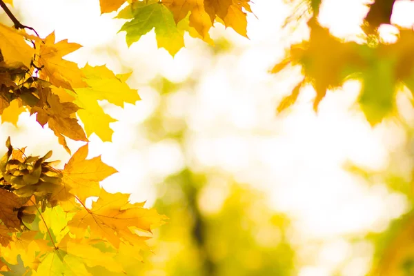 Gelbe Blätter Einem Baum Gelbe Ahornblätter Auf Verschwommenem Hintergrund Goldene — Stockfoto