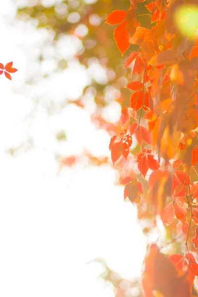 野生のブドウのカラフルな葉 つるの上の赤い葉は木にひもつある 太陽の下で紅葉 クリエイティブコピースペース — ストック写真
