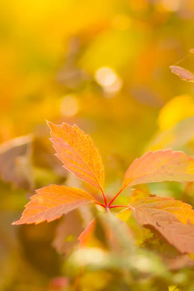 Foglie Variopinte Uva Selvatica Fondo Sfumato Foglie Colorate Autunnali Sole — Foto Stock