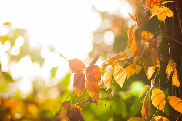 Bunte Blätter Wilder Trauben Auf Einem Verschwommenen Hintergrund Herbstfarbene Blätter — Stockfoto