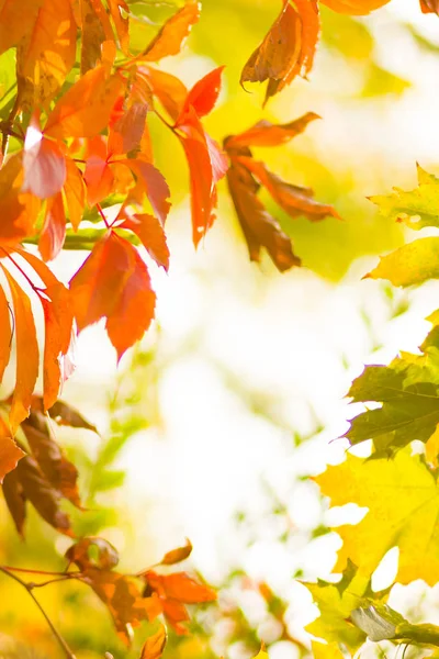 在模糊的背景上 野生葡萄的五颜六色的叶子 秋天的彩叶在阳光下 黄叶的背景 复制空间 — 图库照片