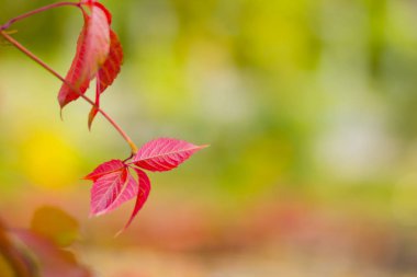 Bulanık bir arka plan üzerinde yabani üzüm kırmızı yaprakları. Güneşte sonbahar renkli yaprakları. Çok renkli yapraklardan arka plan. Kopyalama alanı
