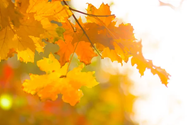 Feuilles Érable Jaunes Sur Fond Flou Feuilles Jaunes Sur Arbre — Photo