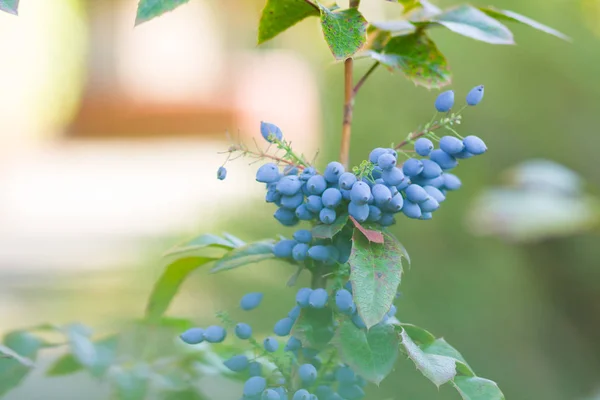 Mahonia Aquifolium Oregon Grape Lub Winogron Oregon Dojrzewają Gałęziach Owoce — Zdjęcie stockowe