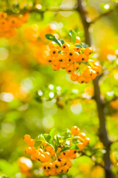 Pyracantha Yellow Berries Branches Firethorn Pyracantha Coccinea Berries Blurred Background — Stock Photo, Image