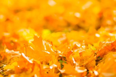 Sarı yaprakları yere. Düşen yaprakları ile sonbahar deseni. Altın Sonbahar parkında yaprakları. Sonbahar yalnızlık. Bulanık arka plan