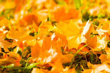 Sarı yaprakları yere. Düşen yaprakları ile sonbahar deseni. Altın Sonbahar parkında yaprakları. Sonbahar yalnızlık. Bulanık arka plan