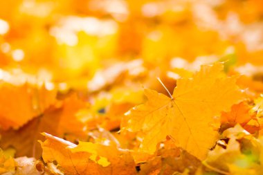 Sarı yaprakları yere. Düşen yaprakları ile sonbahar deseni. Altın Sonbahar parkında yaprakları. Sonbahar yalnızlık. Bulanık arka plan