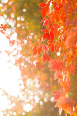 Yabani üzümlerin renkli yaprakları. Bir asma ipinüzerinde kırmızı yapraklar bir ağaç. Güneşte sonbahar renkli yaprakları. Yaratıcı kopyalama alanı