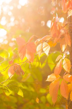 Yabani üzümlerin renkli yaprakları. Bir asma ipinüzerinde kırmızı yapraklar bir ağaç. Güneşte sonbahar renkli yaprakları. Yaratıcı kopyalama alanı