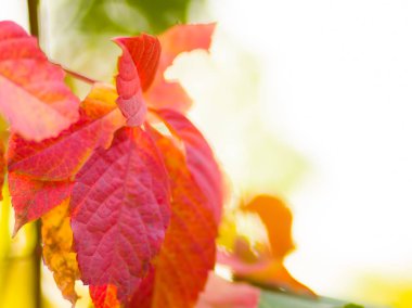 Bulanık arka planda vahşi üzüm renkli yaprakları. Güneşte sonbahar renkli yaprakları. Sarı yaprakları arka plan. Boşluk Kopyala