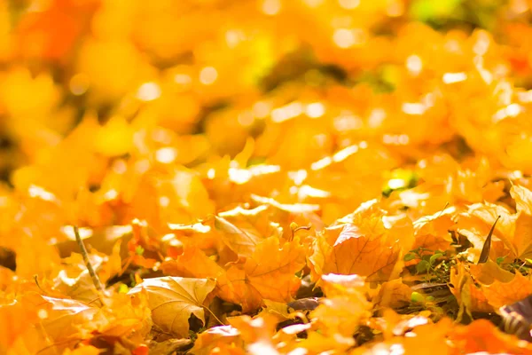 Yellow leaves on the ground. Autumn pattern with fallen leaves. Golden leaves in autumn park. Autumn loneliness. Blurred background