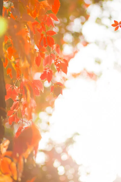 野生のブドウのカラフルな葉 つるの上の赤い葉は木にひもつある 太陽の下で紅葉 クリエイティブコピースペース — ストック写真