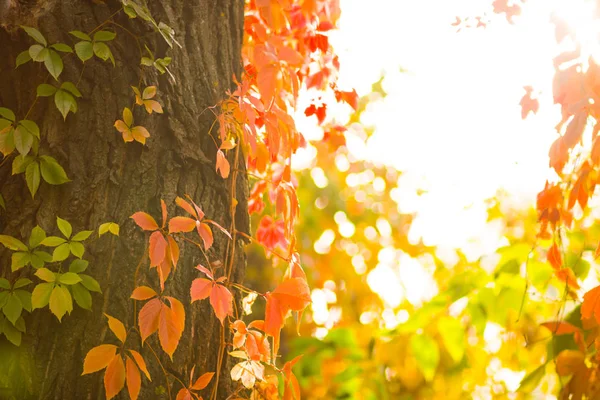 Folhas Coloridas Uvas Silvestres Folhas Vermelhas Cordel Videira Uma Árvore — Fotografia de Stock