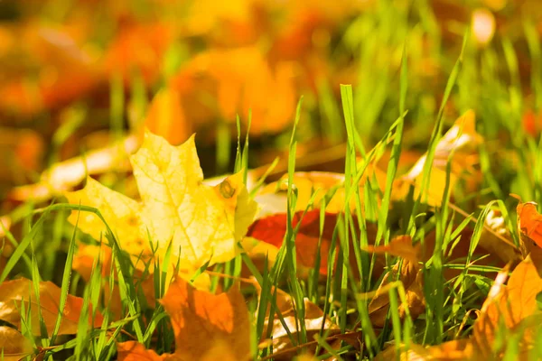 Yellow Leaves Ground Autumn Pattern Fallen Leaves Golden Leaves Autumn Stock Image