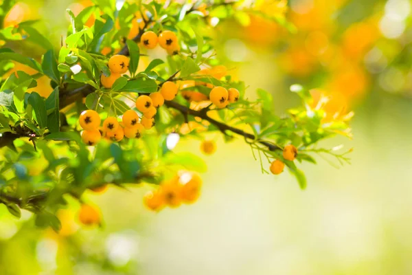 Pyracantha Baies Jaunes Sur Les Branches Baies Aubépine Pyracantha Coccinea — Photo