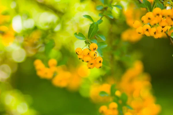 Pyracantha Bagas Amarelas Nos Ramos Bagas Espinheiro Pyracantha Coccinea Fundo — Fotografia de Stock