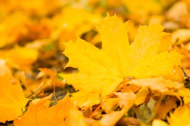 Sarı yaprakları yere. Düşen yaprakları ile sonbahar deseni. Altın Sonbahar parkında yaprakları. Sonbahar yalnızlık. Bulanık arka plan