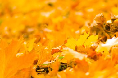 Sarı yaprakları yere. Düşen yaprakları ile sonbahar deseni. Altın Sonbahar parkında yaprakları. Sonbahar yalnızlık. Bulanık arka plan